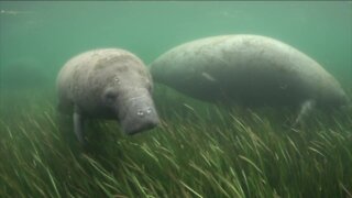 Colder weather impacting the manatees