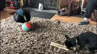 Duck & dog best friends adorably play together