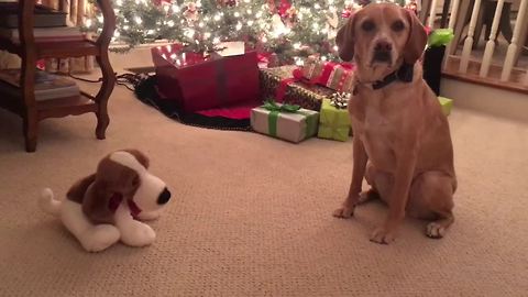 Dog terrified of 'Jingle Bells' theme from singing toy dog