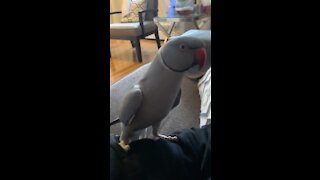 Parrot won't stop asking for kisses from his owner