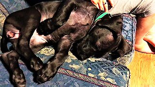 Great Dane puppy adorably dreams of chasing rabbits