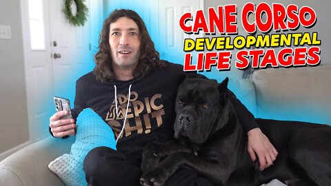 Cane Corso Life Stages - MUST KNOW