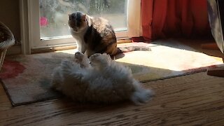 Puppy Adorably Determined To Catch Cat's Tail
