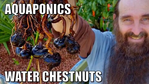 Growing & Harvesting Water Chestnuts in Aquaponics