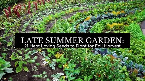 Late Summer Garden: 21 Heat-loving Seeds That Will Grow Fast