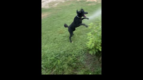 Poodle dog take big leap off porch to get water