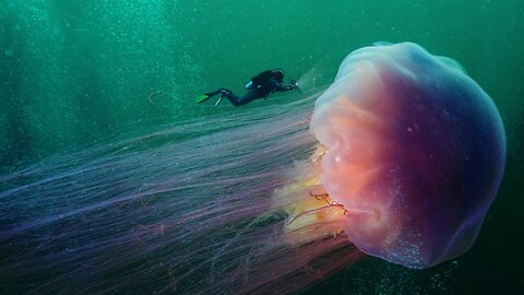 The Top 5 Deadliest Jellyfish