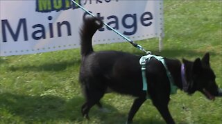 Lake Humane Society holds 27th annual Mutt Strut dog adoption event