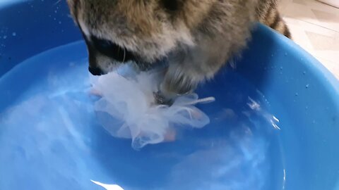 Raccoon diligently washes shower scrubber with his tiny hands