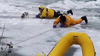 Check This Out: Firefighters save dog from frozen river in New York