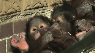 Orangutan babies try to kiss each other through door flap