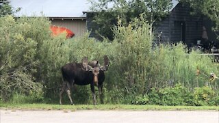 Moose on Roadside, Victor, Idaho