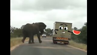 powerful elephant attack a car