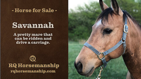 SAVANNAH IS SOLD! Congratulations to her new owners!
