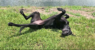 Happy Black Great Dane Loves Rolling Rolling Rolling Over And Over And Over