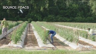 Collier County turns down additional testing for farmworkers