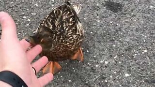 Duck takes revenge after being fooled!