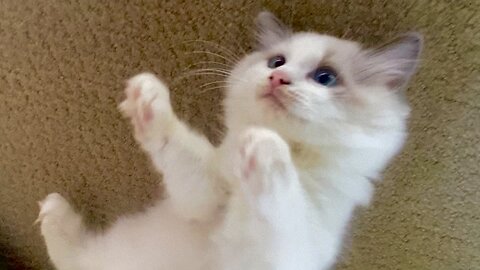 Ragdolls Are The Most Adorable Kittens!