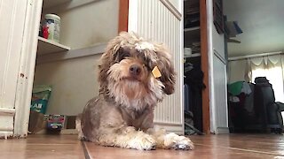 Silly Dog Gets Treat Stuck On Her Face