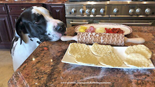 Great Dane Inspects Dog Rolling Pin And Pizza Panzerotti