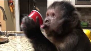 Monkey loves his 7up!