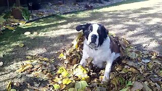 Big Dog Thinks he can Hide Under Leaves