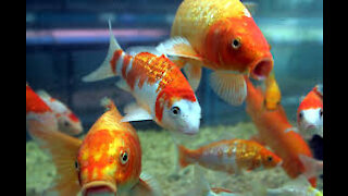 beautiful fish, colorful fish swimming