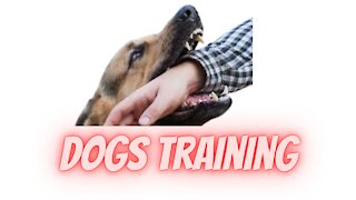 Guard Dog Step by Step Training