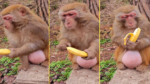 Big monkeys eat delicious bananas