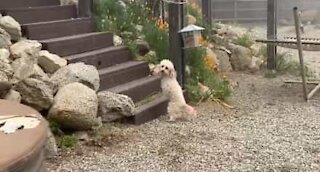 Exemplo de superação: cadela de duas patas sobe escadas