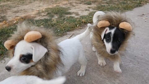 Jack Russell Terrier puppies dress up as lions for Halloween