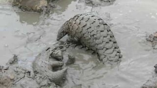 Mud fight... with pangolins!