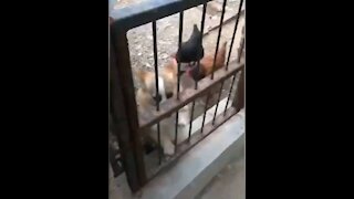 Chickens vs dogs/scared dogs