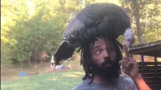 Turkey climbs onto owner's head