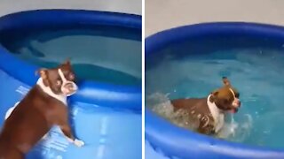 Family builds indoor pool for water-loving dog