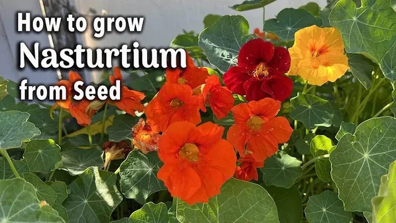 How to Grow Nasturtium from Seed in Pots An Easy Planting Guide