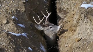 Deer rescued after getting trapped in trench