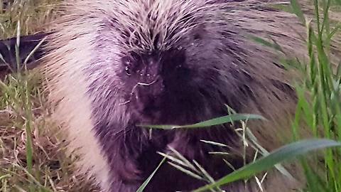 Abandoned baby porcupine thinks human is mother