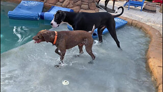 Doggy friends have a great time playing in the pool