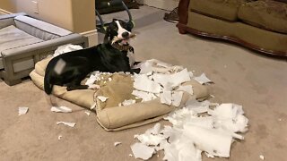 Great Dane Puppy Busted After Totally Destroying Paper Towel Roll