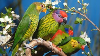 See the most beautiful birds in the world