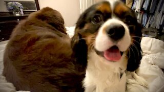 Newfie and Cavalier puppy make it hard for owner to sleep