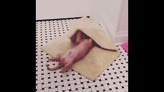 Cute puppy has fun playing with bathroom rug