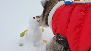 Raccoon eats snowman's face made of almonds and raisins