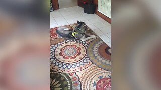 Guilty Dog Gets Confronted – LOL