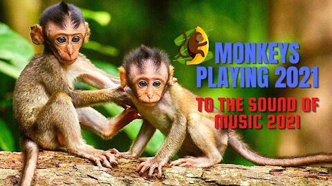 MONKEYS PLAYING!! HAVING A LOT OF FUN 2021 MUSIC 2021