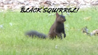 Relatively Rare Minnesota Black Squirrel playing in the yard