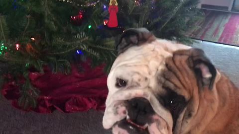 Bulldog Prepares For A Naughty Christmas