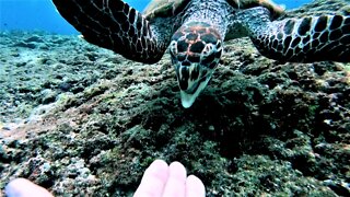 Endangered sea turtles are extremely curious about scuba divers