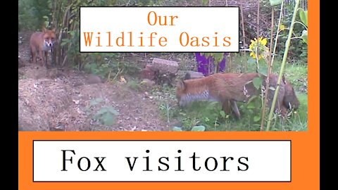 Fox visits at Our Wildlife Oasis - 31st August 2020